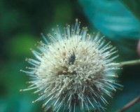 cephalanthus fruit.jpg